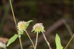 Snow squarestem